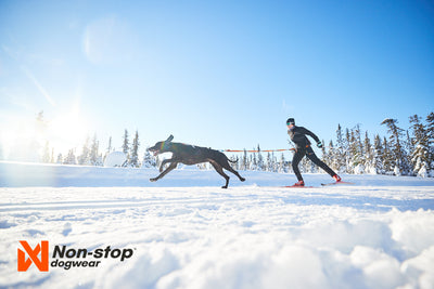 Skijoring con un perro