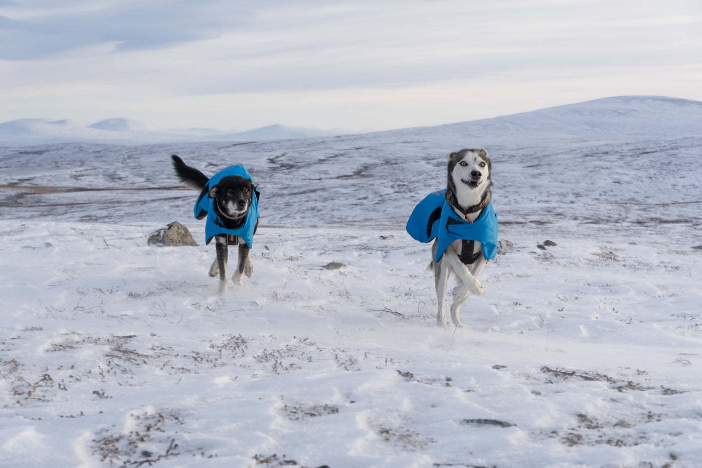Alaskan huskies en la nieve con abrigo