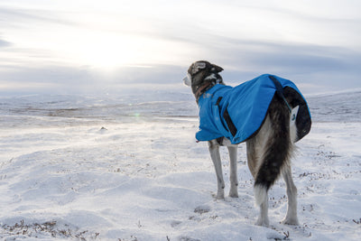 Alaskan husky en la nieve abrigo azul