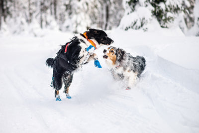 Perros en la nieve Safe collar