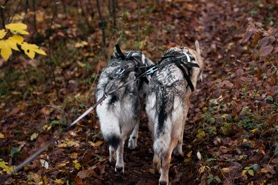 Touring double 2 perros bosque