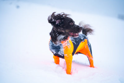 Perro pequeño en la nieve  con protector snow