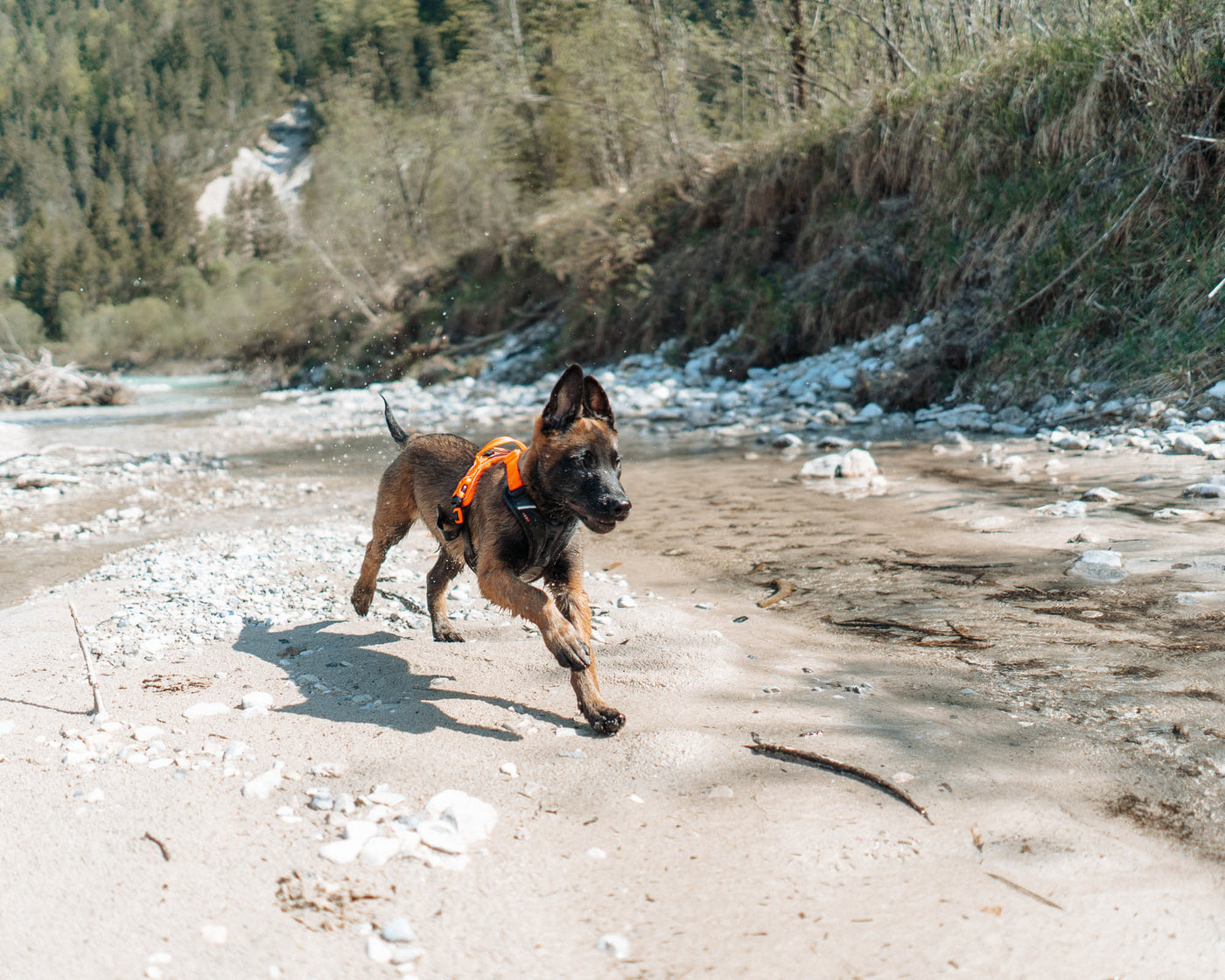 Cachorro Malinois Ramble harness naranja